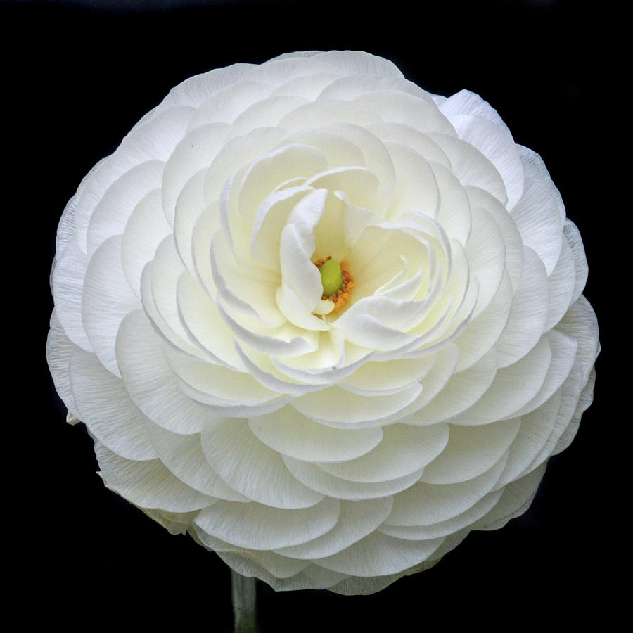 White Ranunculus Photograph by Terence Davis