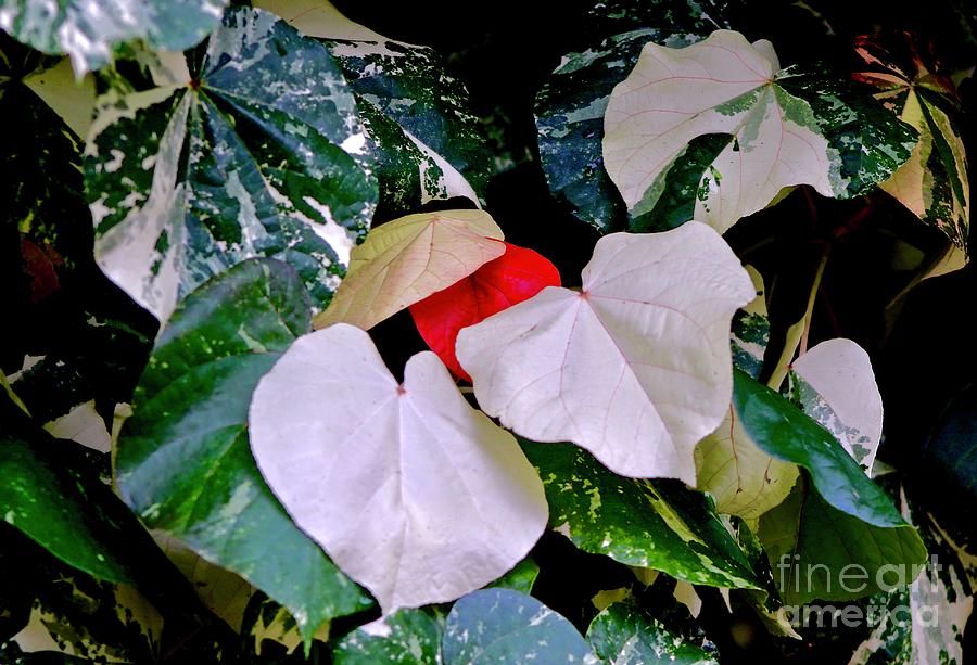 White, Red and Green Photograph by Craig Wood