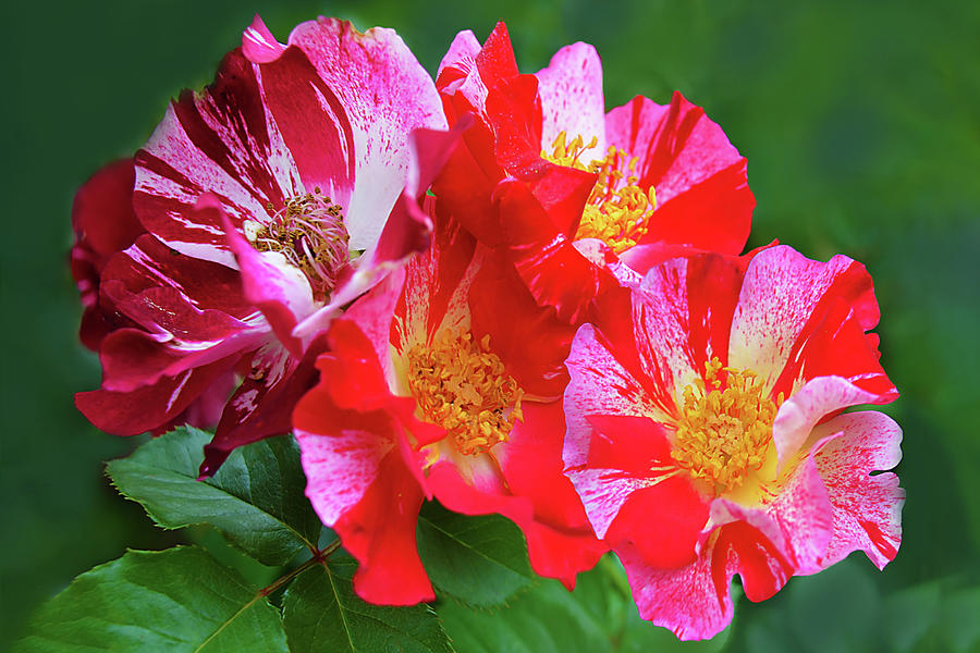 Red and Pink Hybrid Roses on Green Photograph by Isabela and Skender ...