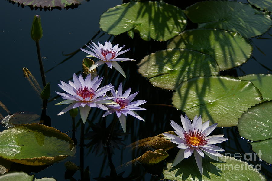 White, Red and Yellow Lotus Waterlilies Photograph by Jackie Irwin