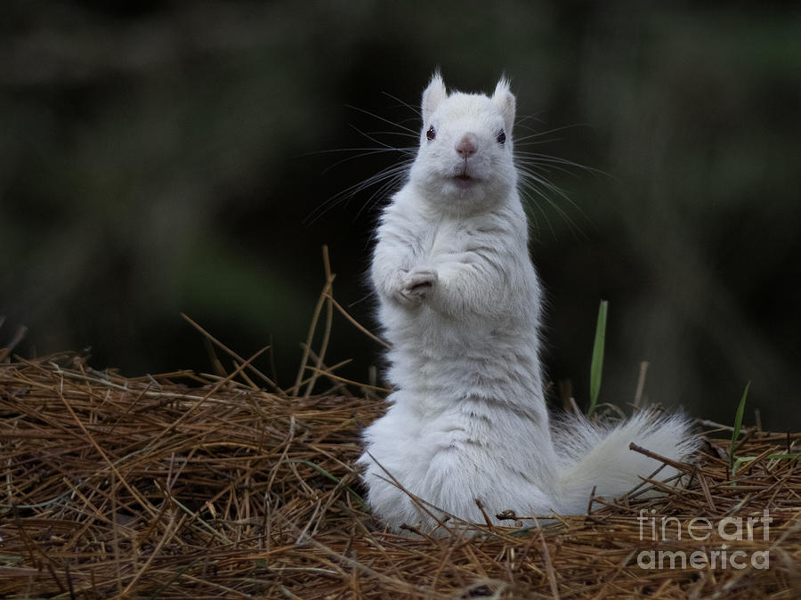 White Red Squirrel Photograph by Teresa A and Preston S Cole ...