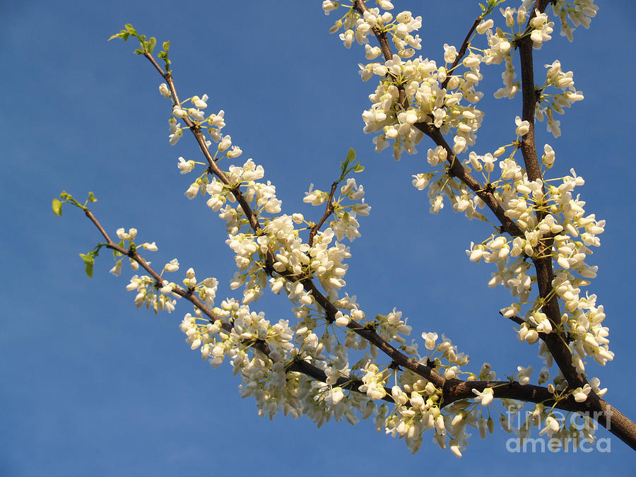 Spring Photograph - White Redbud Branch in May by Anna Lisa Yoder
