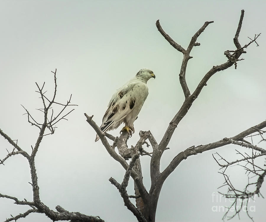 White Redtail Hawk Photograph by Robert Frederick