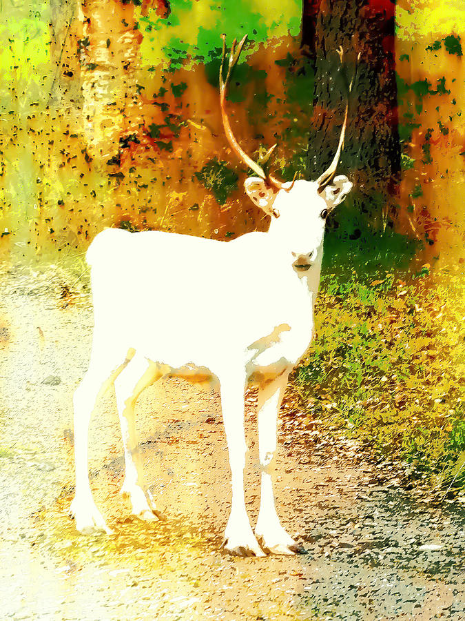 Mammal Photograph - White reindeer in autumn colours by Sannamari Blinnikka-Tyrvainen