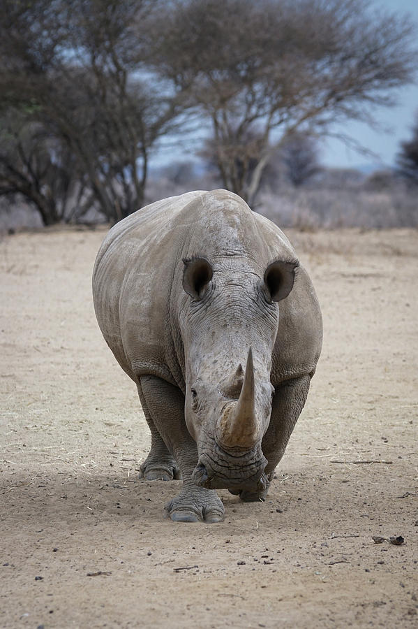 White Rhino 2 Photograph by Ernest Echols
