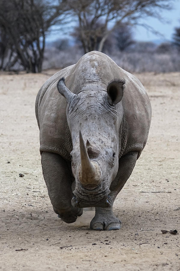 White Rhino 3 Photograph by Ernest Echols