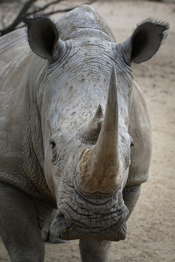 White Rhino 4 Photograph by Ernest Echols