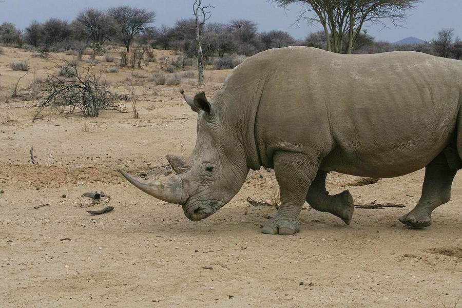 White Rhino 6 Photograph by Ernest Echols