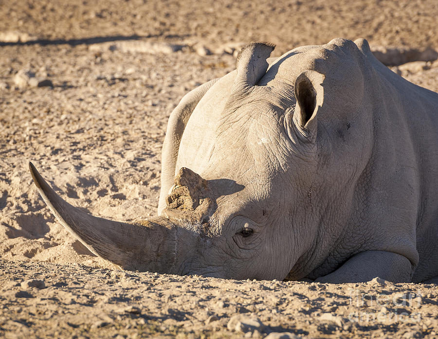 Nature Photograph - White Rhino Africa by THP Creative