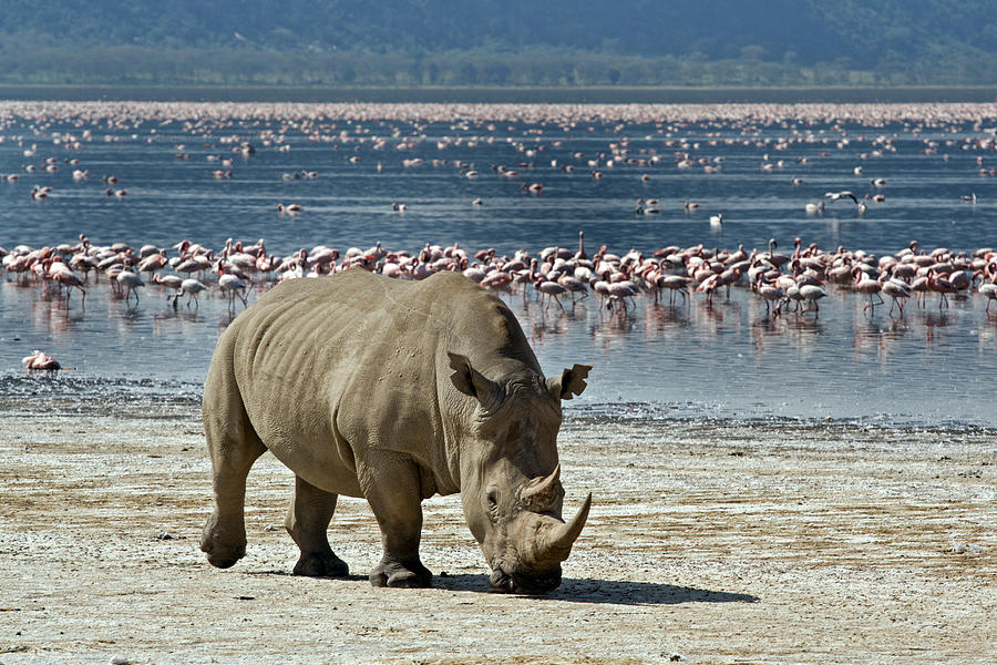 White Rhino and Flamingos Photograph by Aivar Mikko