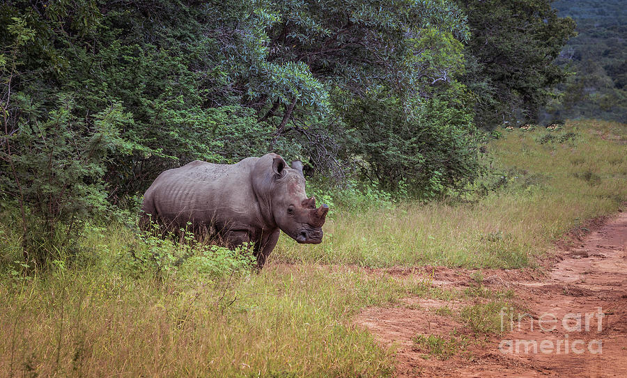 Nature Photograph - White Rhino At The Kruger Park by Compuinfoto