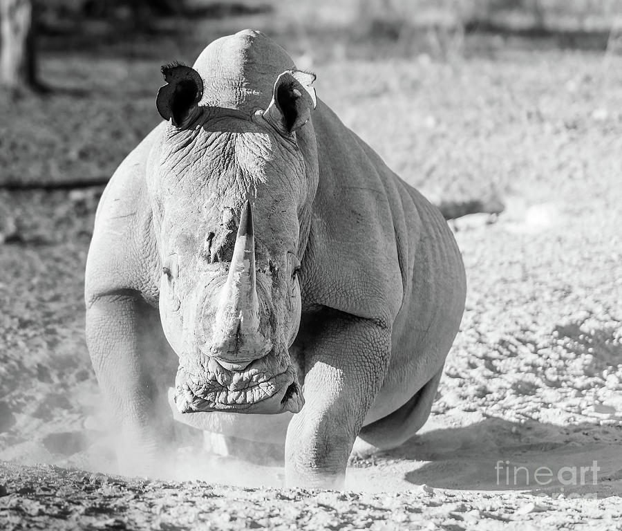 White Rhino Black And White Photograph by THP Creative