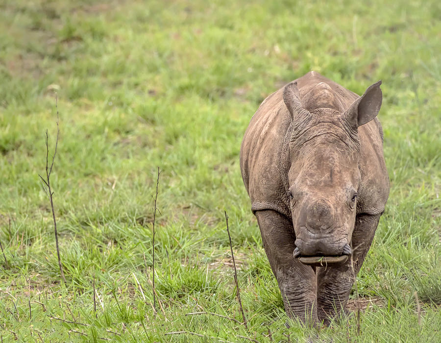 White Rhino Calf- Cerototherium simium Photograph by Cindi Alvarado ...