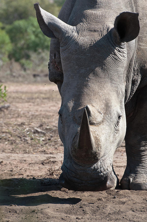 White Rhino Photograph by Elizabeth Westendorf - Fine Art America