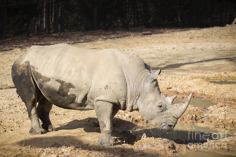 White Rhino Photograph by Jemmy Archer