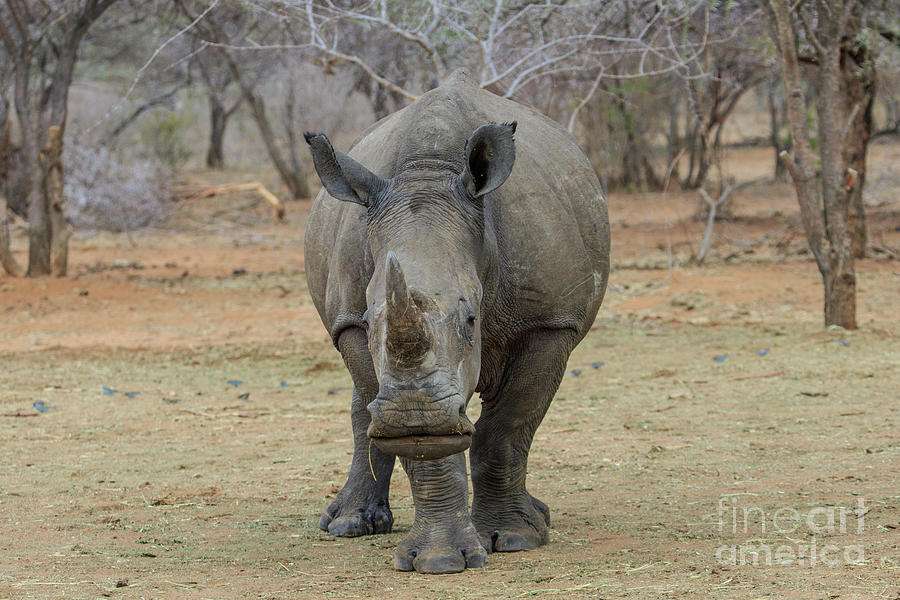 White Rhino Photograph by Jennifer Ludlum