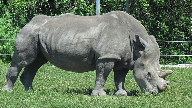 White Rhino Photograph by Jose Ortiz - Fine Art America