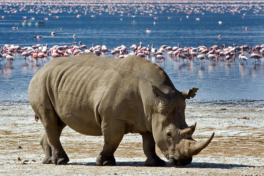 White Rhino, Lake Nakuru Photograph by Aivar Mikko