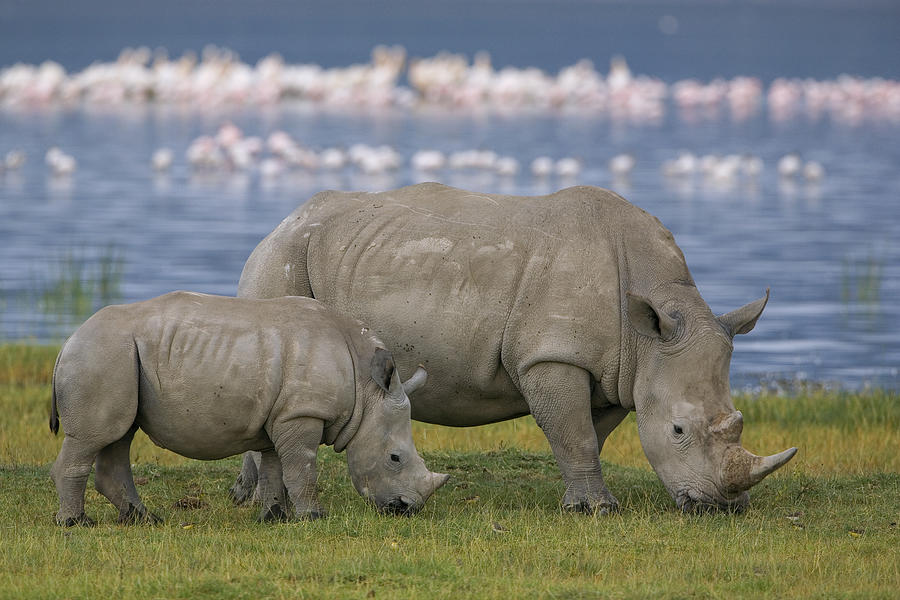 White Rhino Mother And Calf Grazing Photograph by Ingo Arndt | Fine Art ...