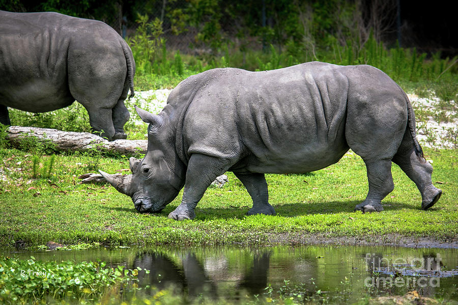 White Rhino Photograph by Rene Triay FineArt Photos