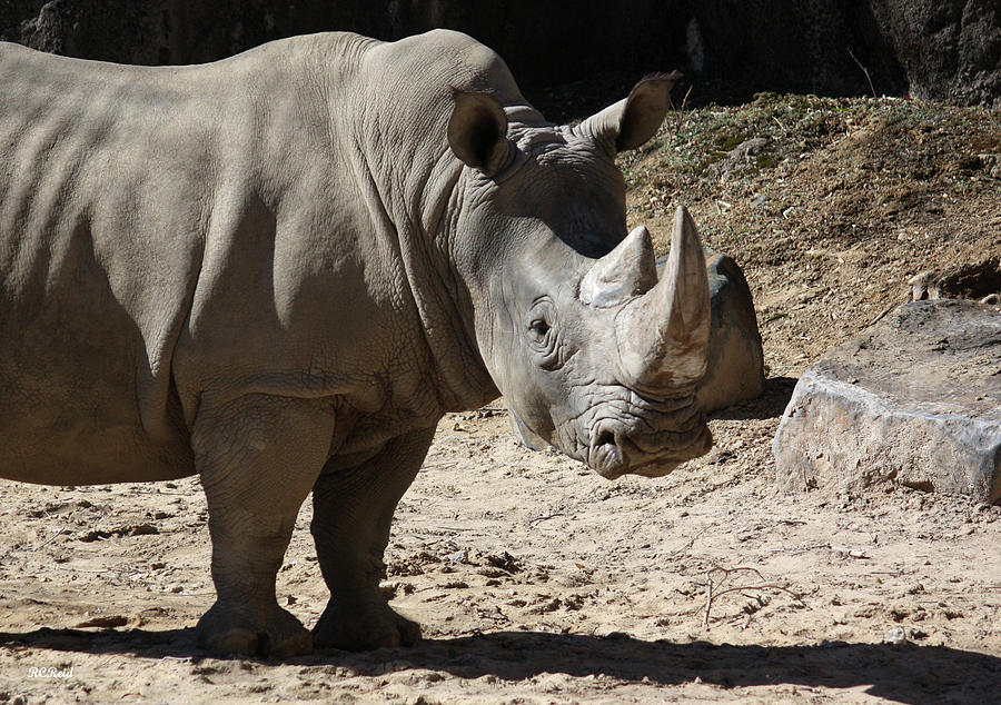 White Rhino Photograph by Ronald Reid