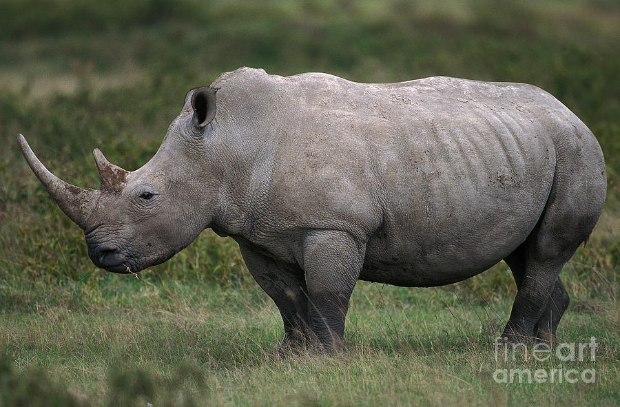 White Rhinoceros Ceratotherium Simum Photograph by Gerard Lacz