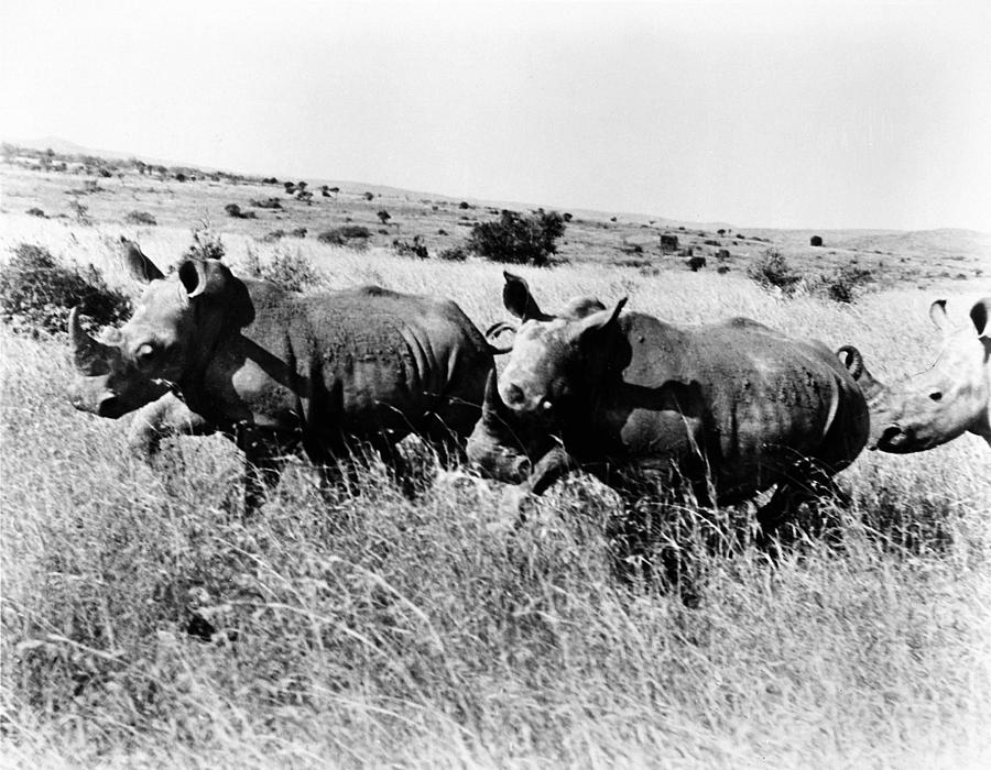 20th Century Photograph - White Rhinoceros by Granger