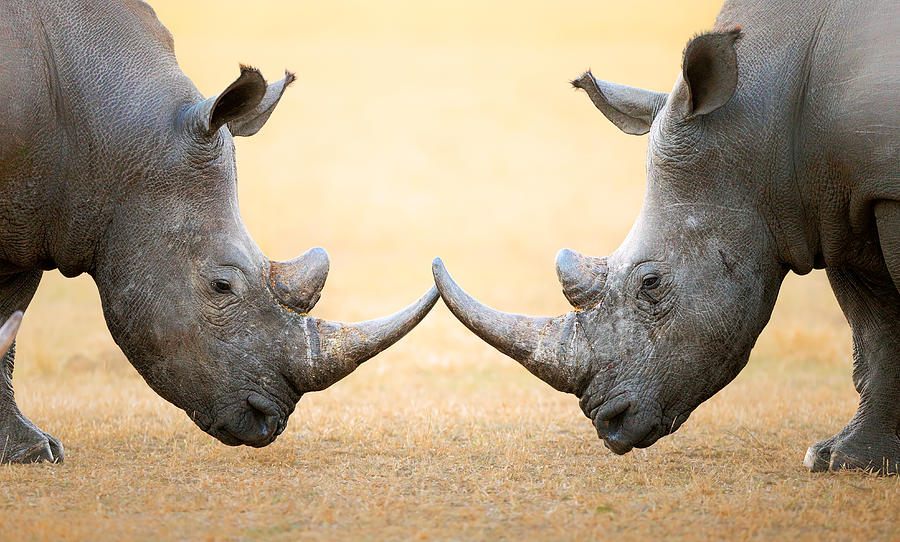 Bull Photograph - White Rhinoceros  head to head by Johan Swanepoel