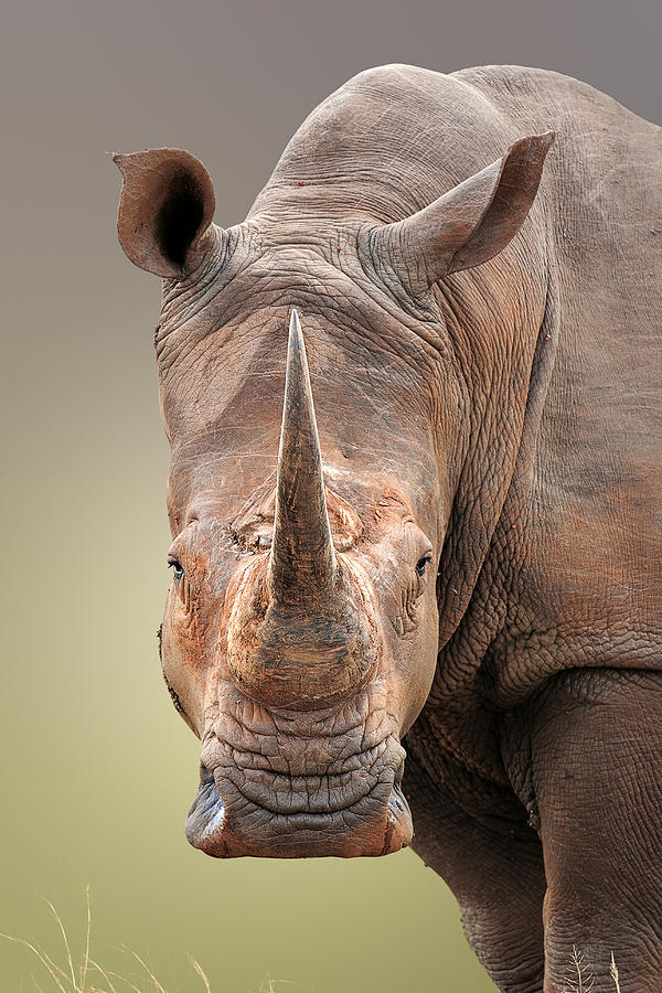 White Rhinoceros portrait Photograph by Johan Swanepoel