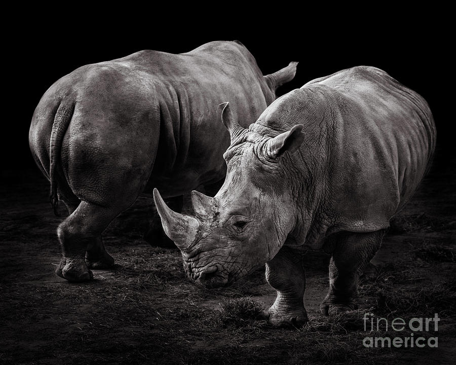 Nature Photograph - White Rhinos by Abeselom Zerit