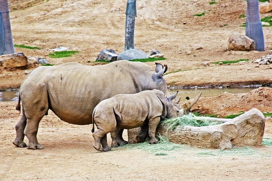 White Rhinos at Food Trough in San Diego Zoo Animal Safari Park, California Photograph by Ruth Hager