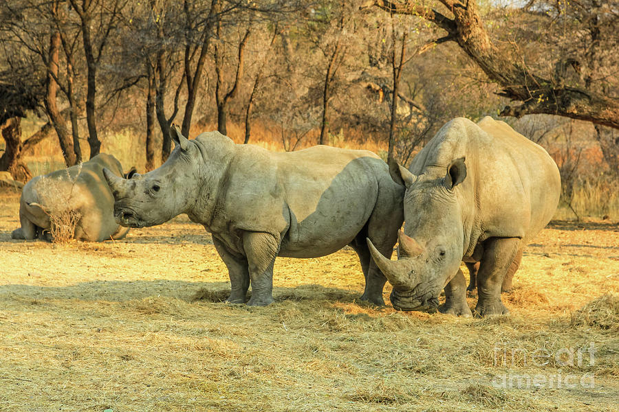 White rhinos Photograph by Benny Marty