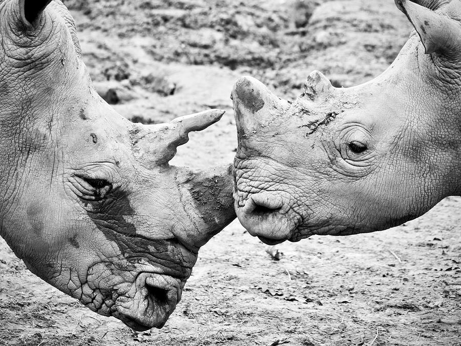White Rhinos Embrace Photograph by Rachel Morrison
