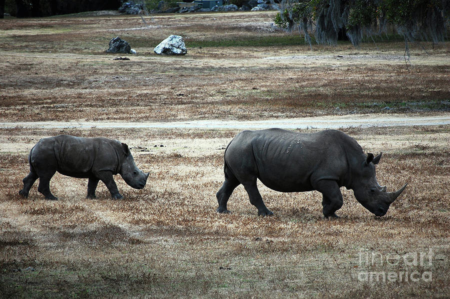 White Rhinos Photograph by Robert Meanor