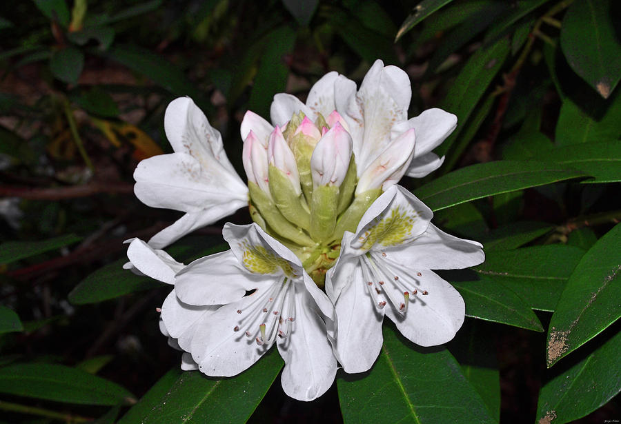 White Rhododendron 001 Photograph by George Bostian