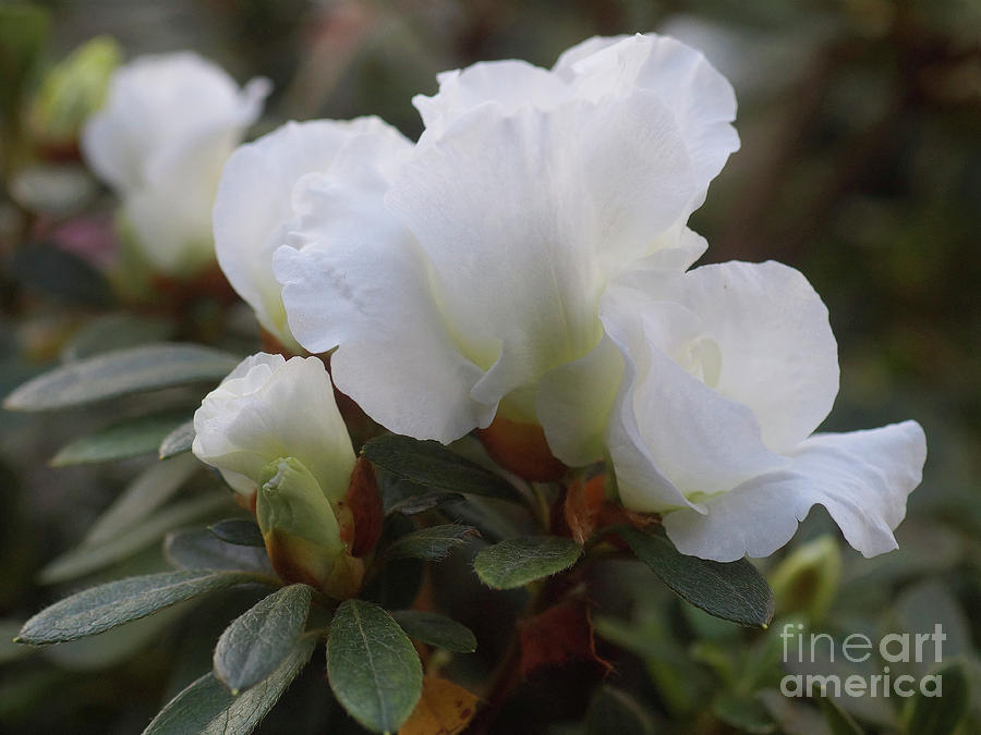 White Rhododendron 2 Photograph by Rudi Prott