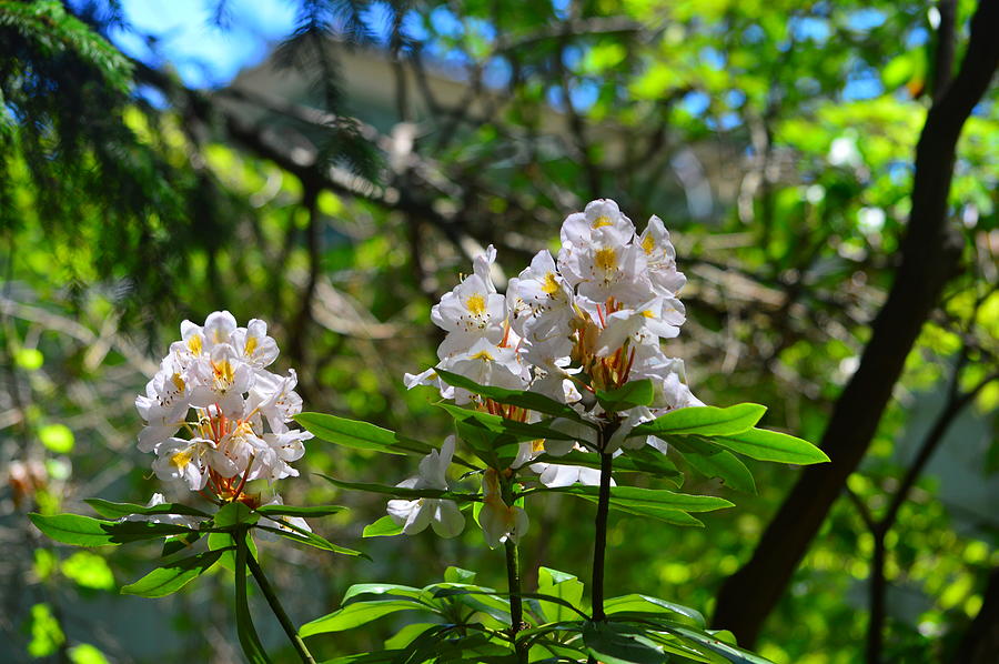 White Rhododendron Blooms Photograph by Stacie Siemsen