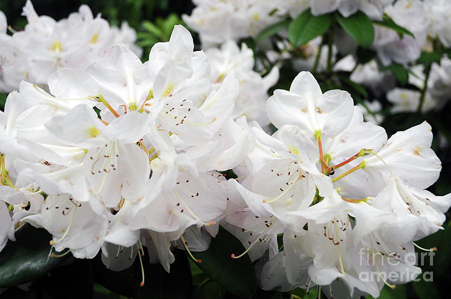 White Rhododendron Photograph by Cindy Murphy - NightVisions