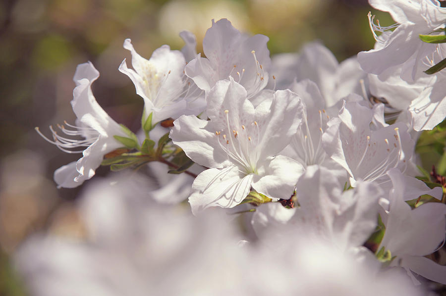 Spring Photograph - White Rhododendron Flowers by Jenny Rainbow