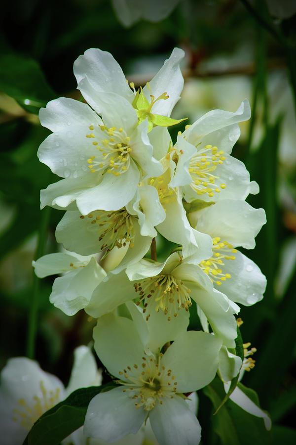White Rhododendrons Photograph by Tikvahs Hope