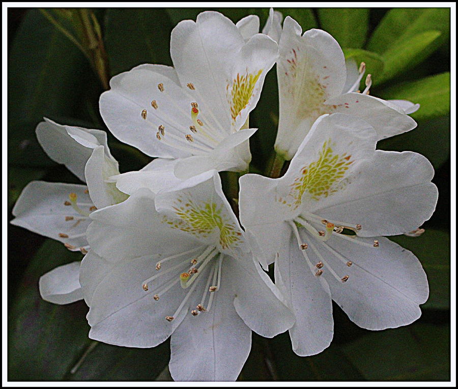 White Rhododendron Photograph by Dora Sofia Caputo