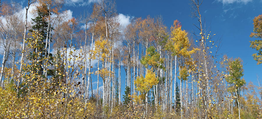White River Forest Trees Against the Sky Photograph by Cascade Colors