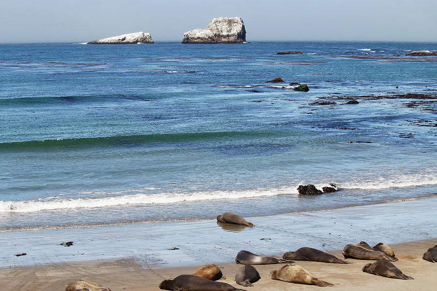White Rocks and Elephant Seals Photograph by Art Block Collections