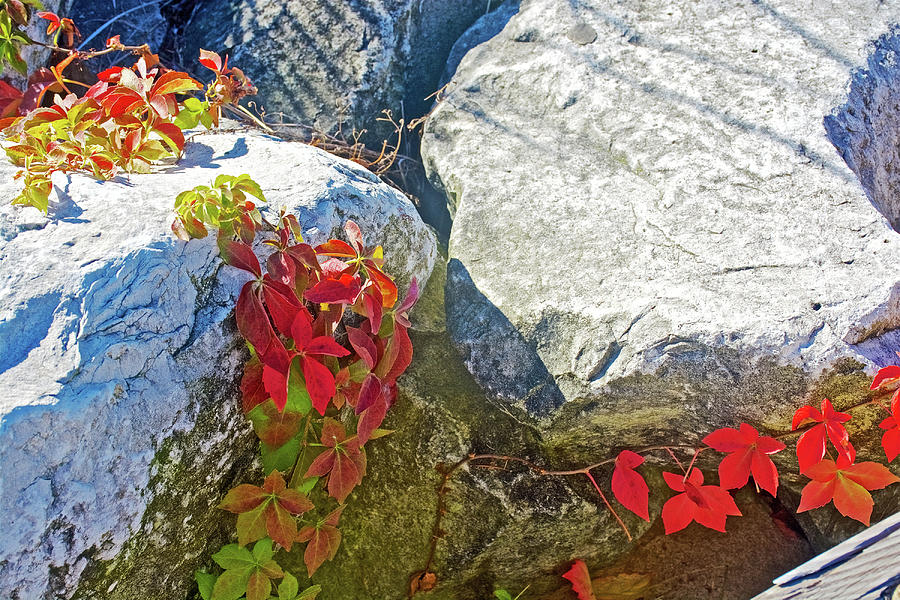 White Rocks and Red Leaves by Grand Haven Channel, Michigan  Photograph by Ruth Hager