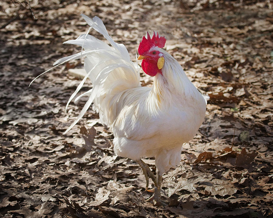 White Rooster in Fall Leaves Photograph by Michael Dougherty
