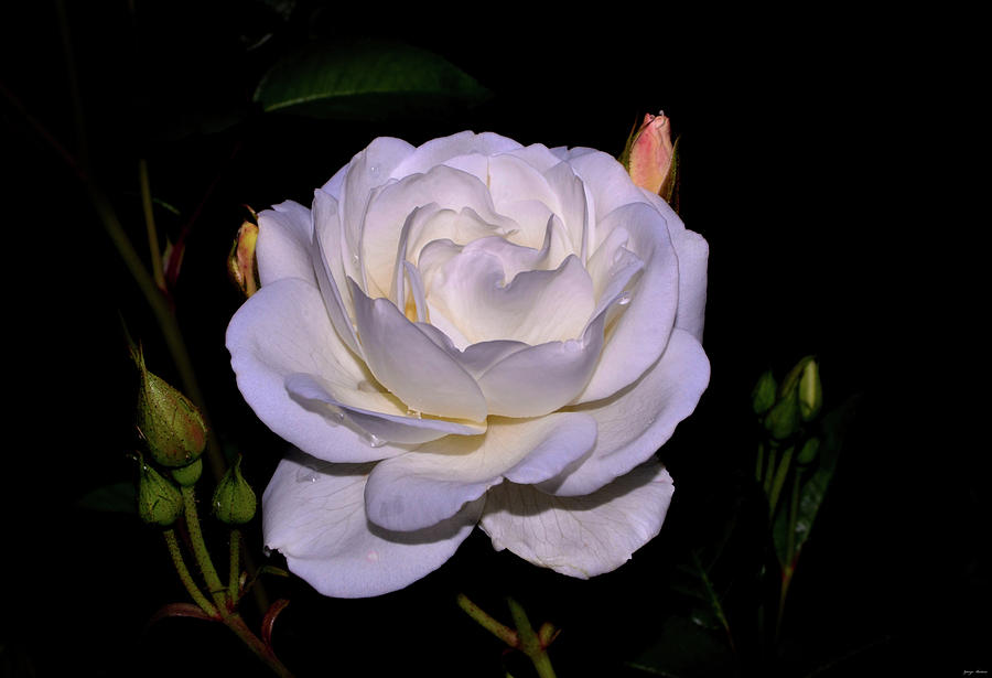 White Rose 006 Photograph by George Bostian