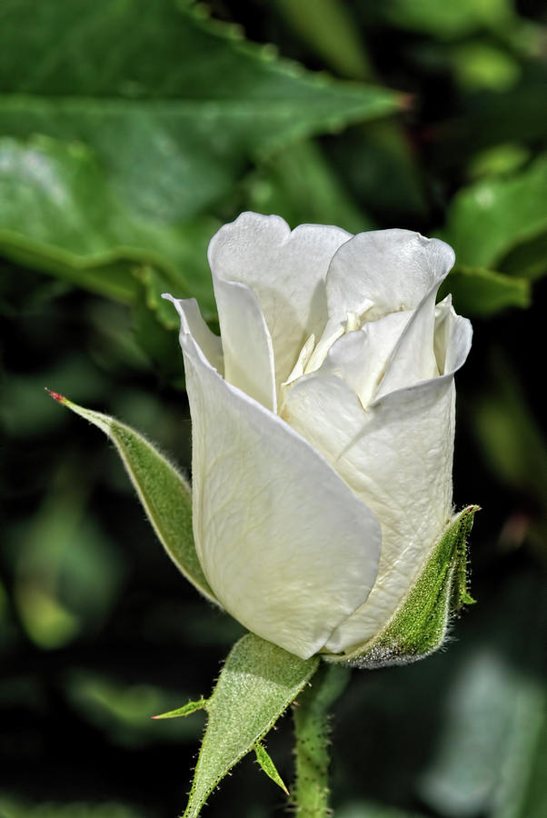 White Rose 1 Photograph