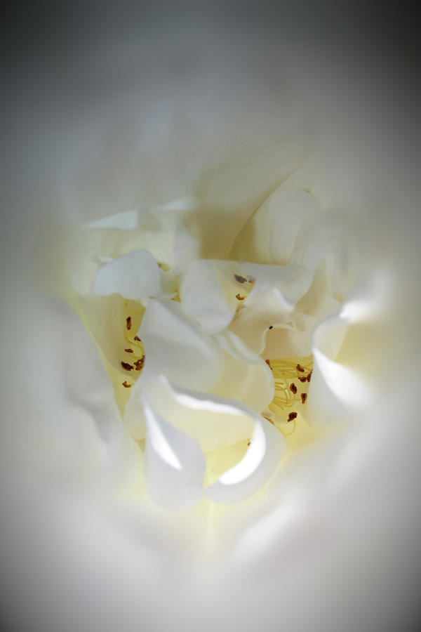 White Rose 2 Photograph by Angel Jesus De la Fuente