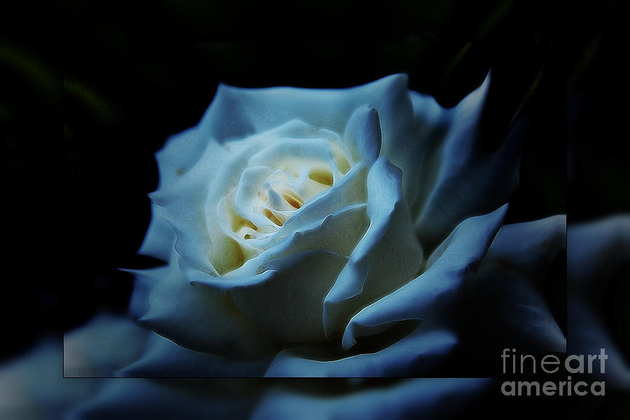 White rose 2 Photograph by Elaine Hunter