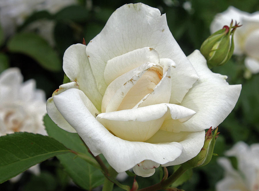 White Rose 2 Photograph by Ellen Tully
